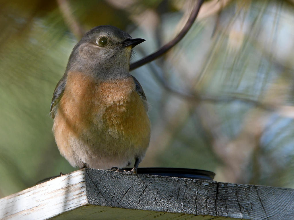 Bluebird2.jpg