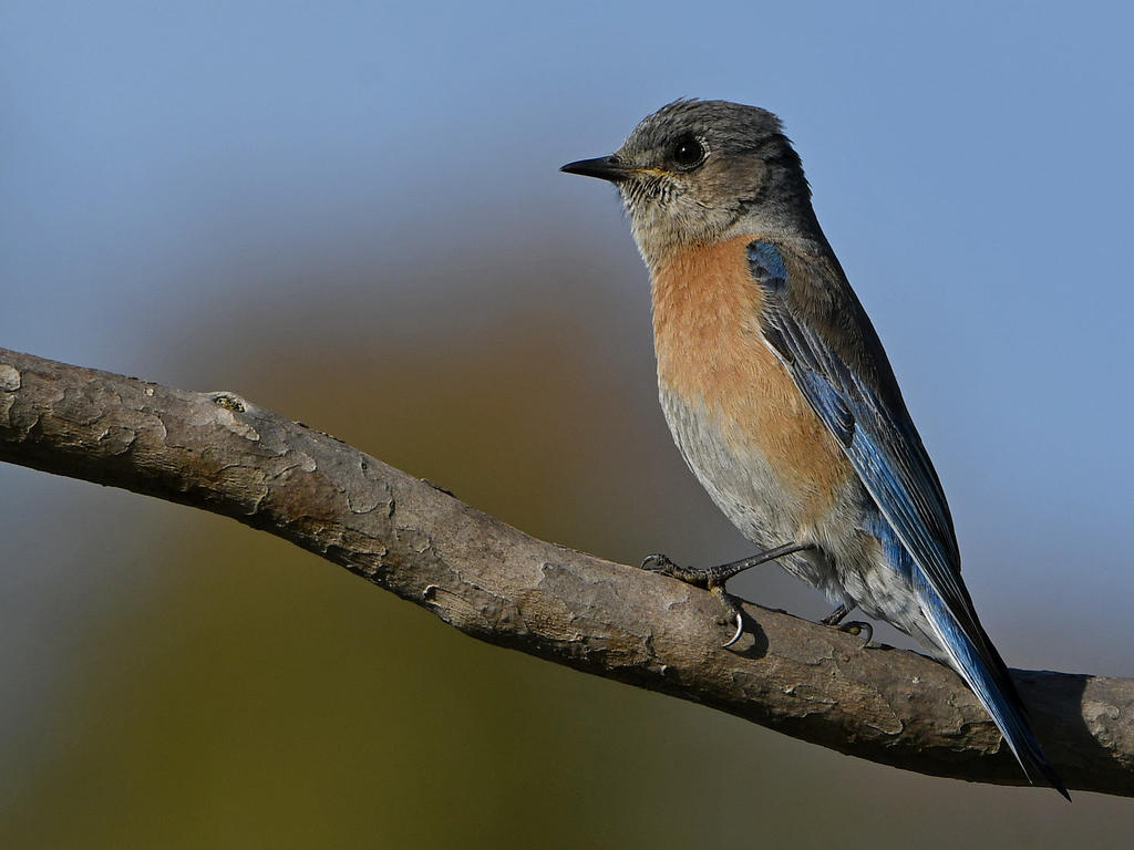 Bluebird2.jpg