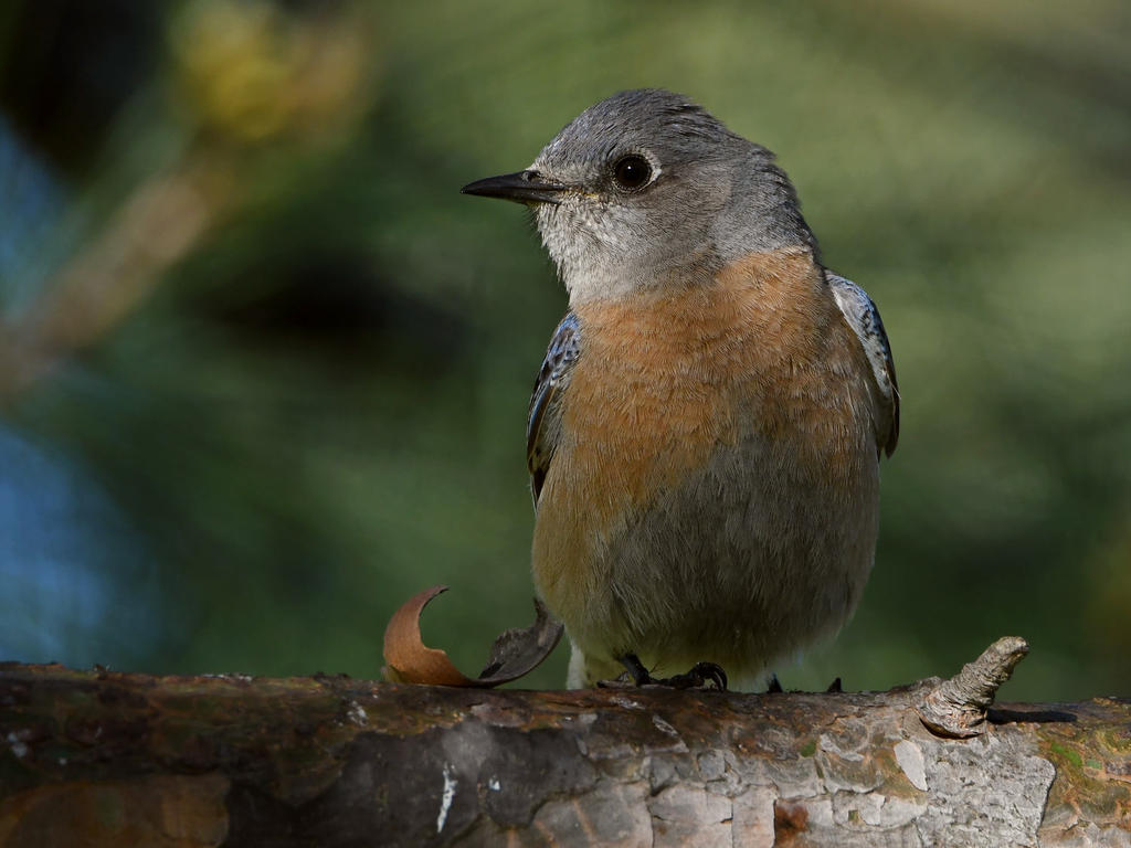 Bluebird2.jpg
