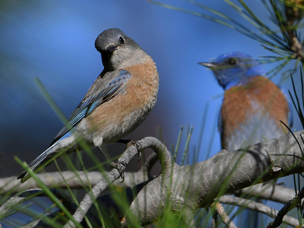 Bluebird2.jpg