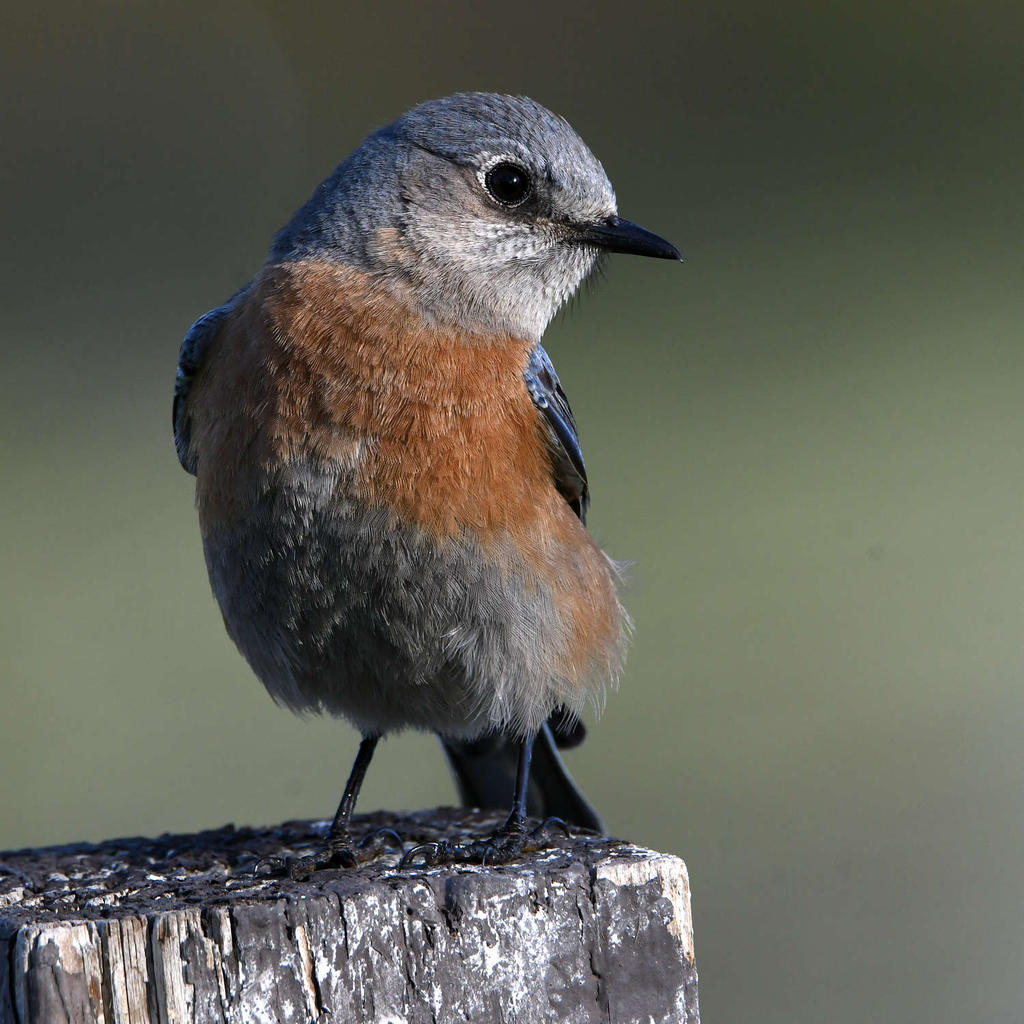 Bluebird2.jpg
