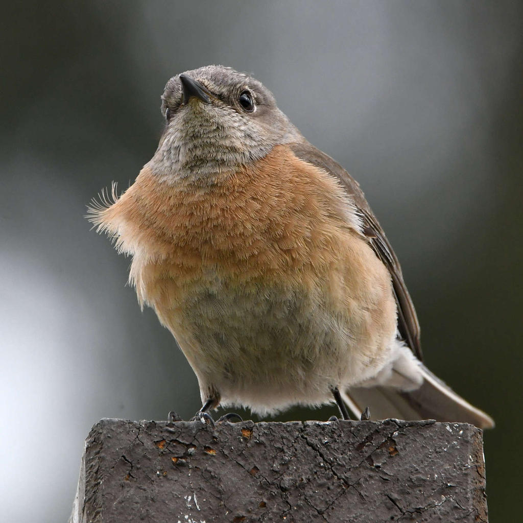 Bluebird2.jpg