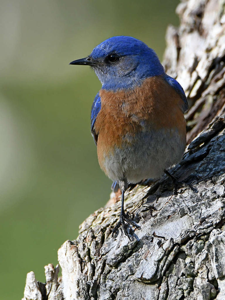 Bluebird2.jpg