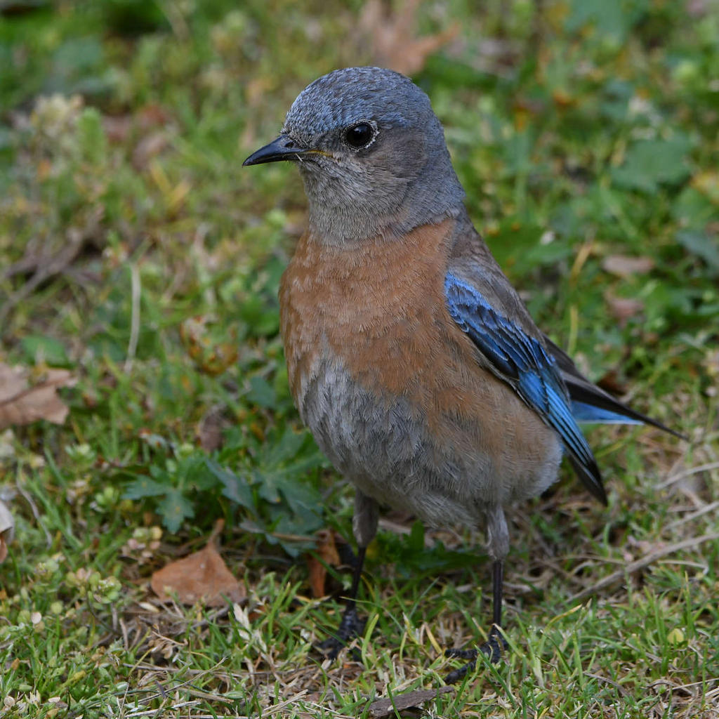 Bluebird2.jpg