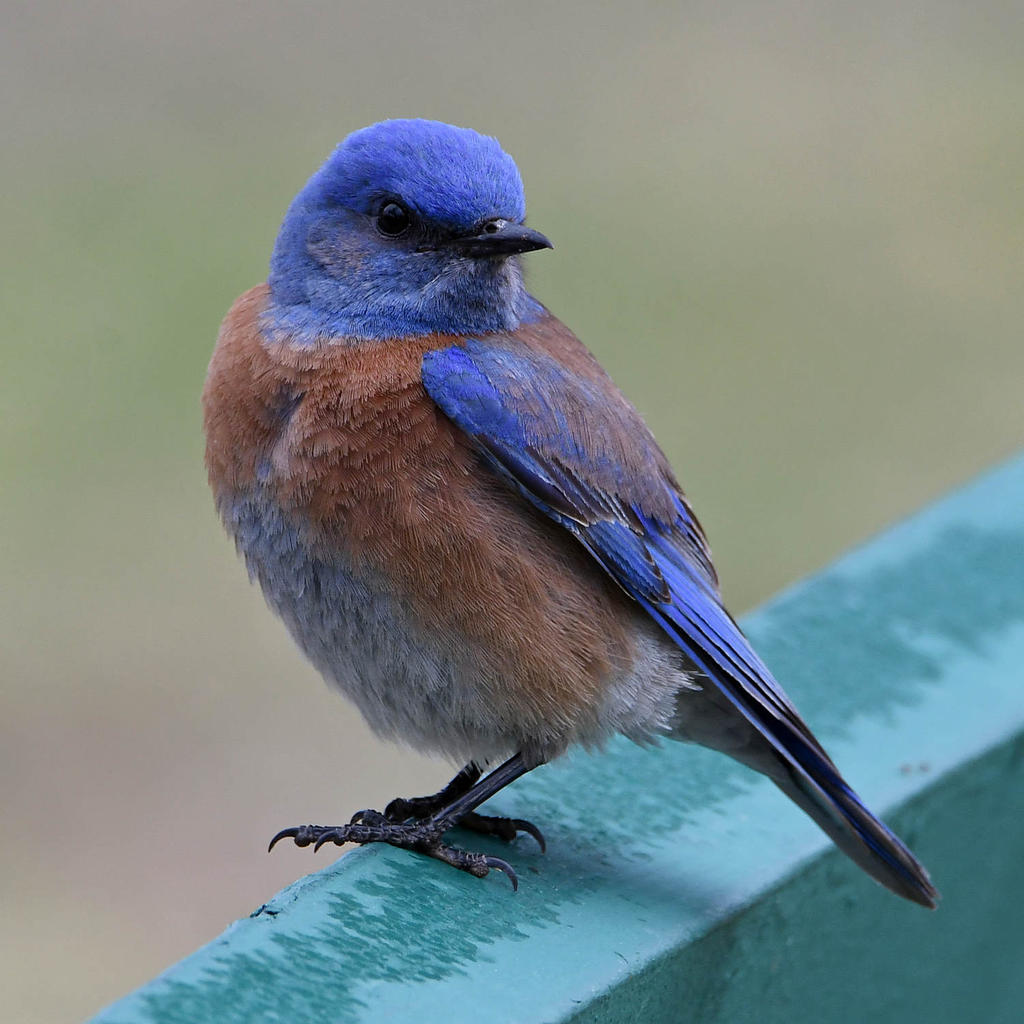Bluebird2.jpg