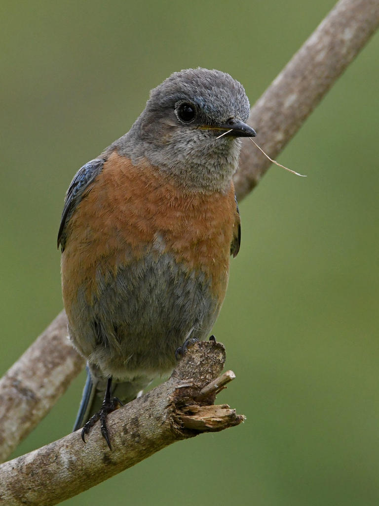 Bluebird2.jpg