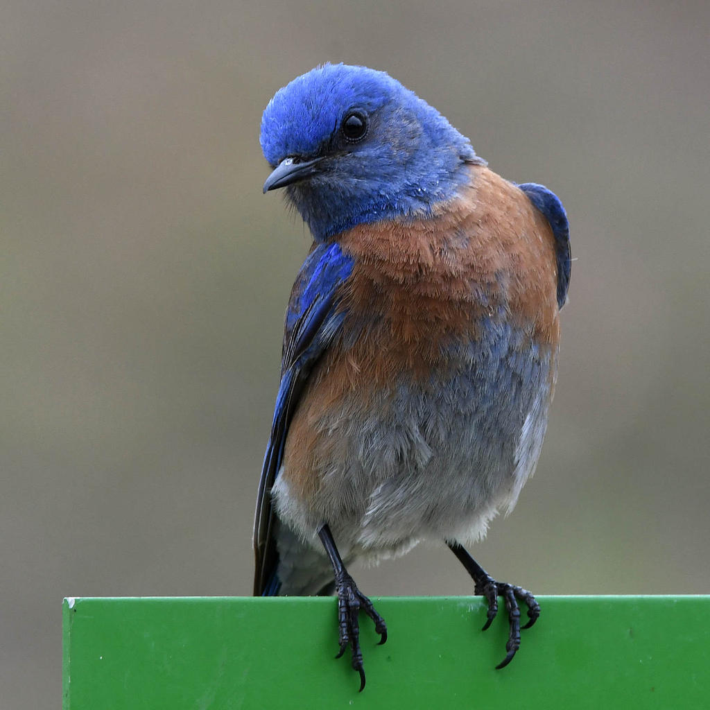 Bluebird2.jpg