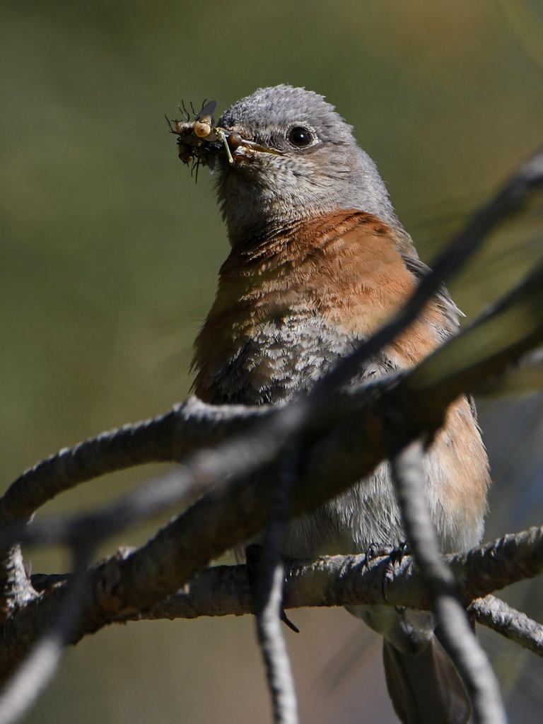 Bluebird2.jpg