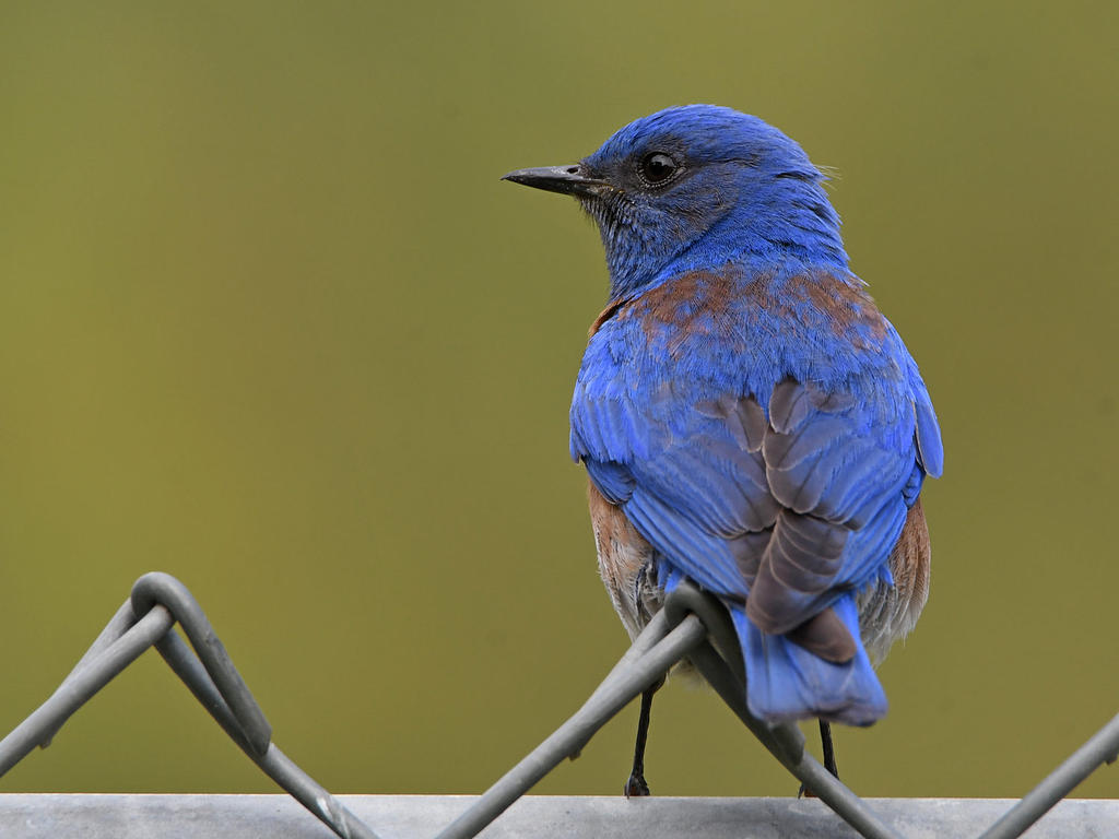 Bluebird2.jpg