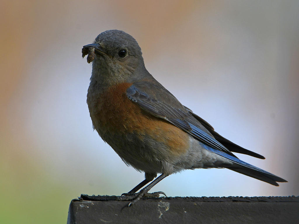 Bluebird2.jpg