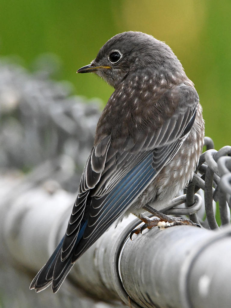 Bluebird2.jpg