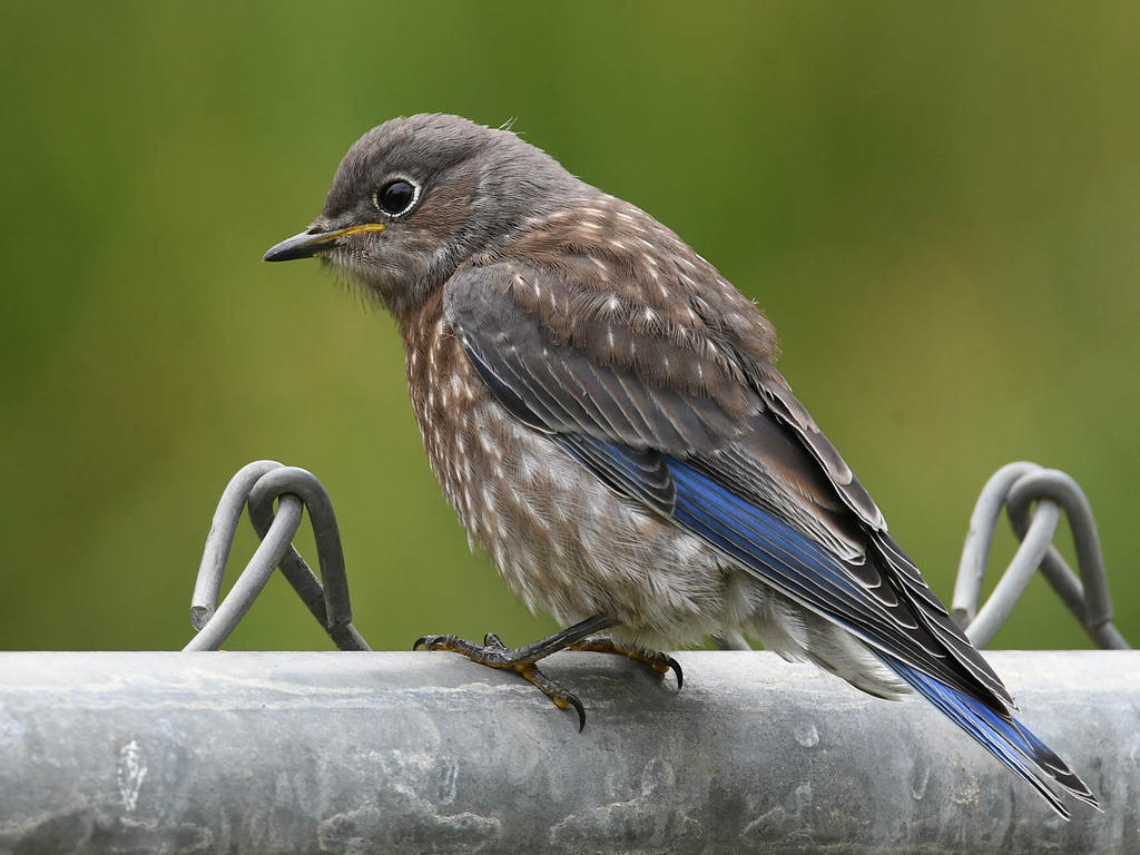 Bluebird2.jpg