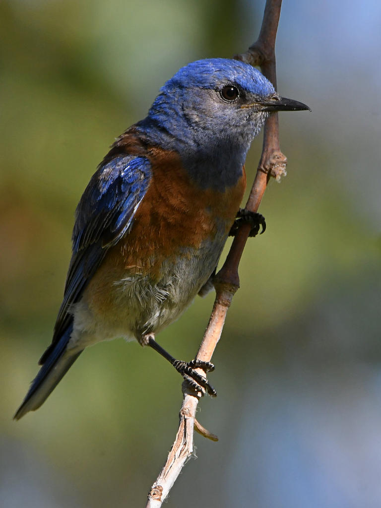 Bluebird2.jpg