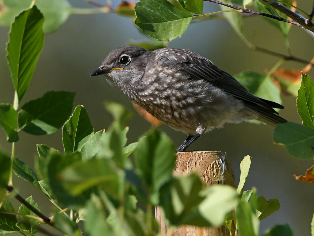Bluebird2.jpg