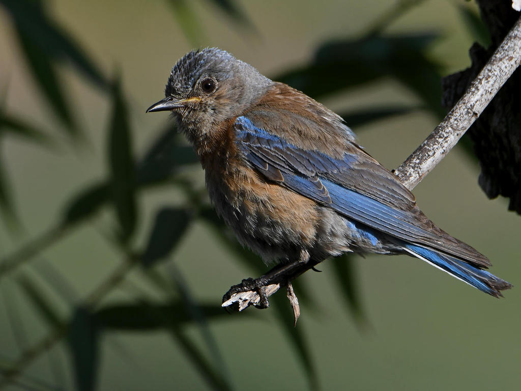 Bluebird2.jpg