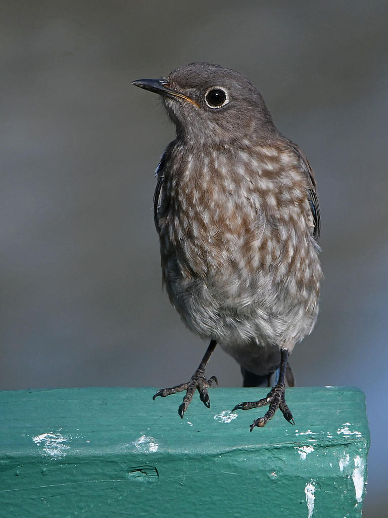 Bluebird2.jpg