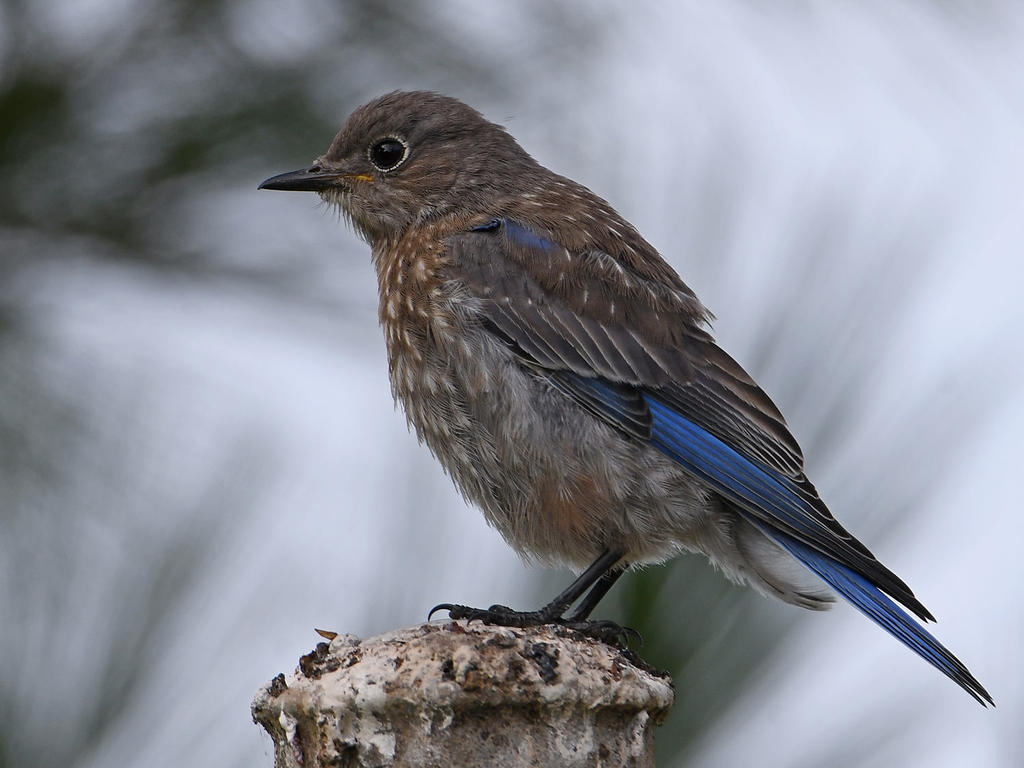 Bluebird2.jpg