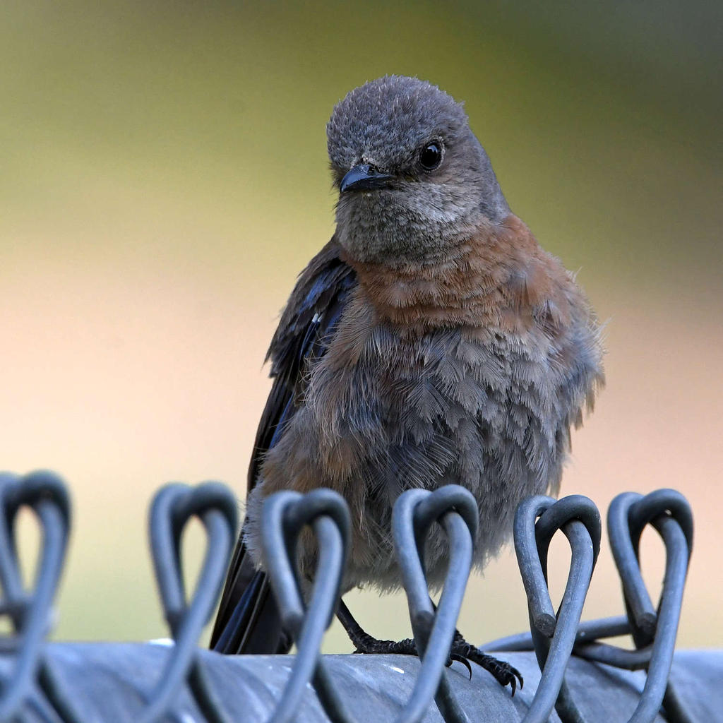 Bluebird2.jpg
