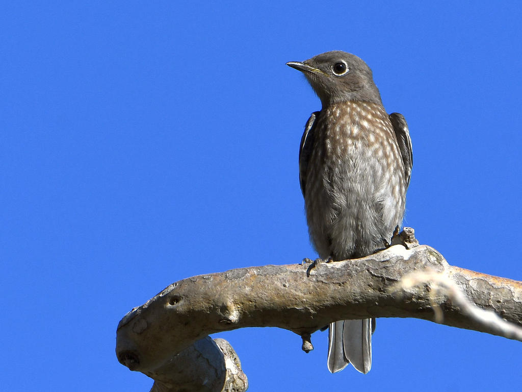 Bluebird2.jpg