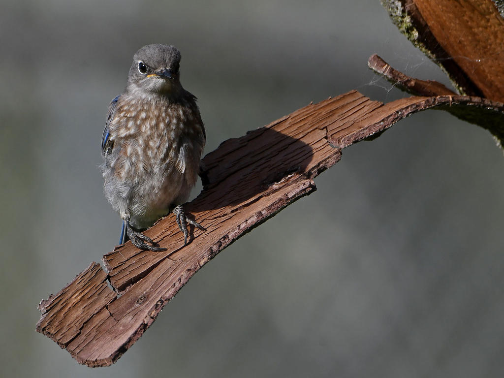 Bluebird2.jpg