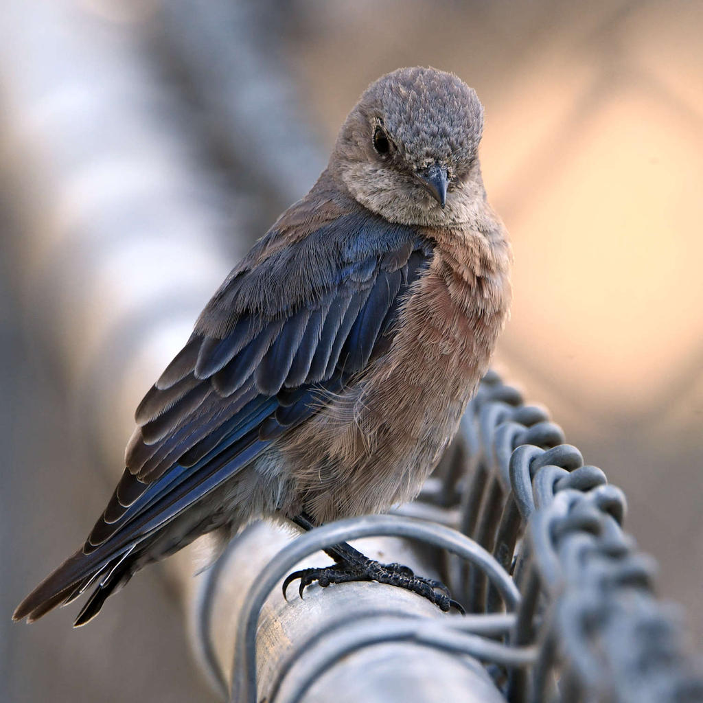 Bluebird2.jpg