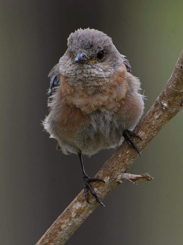 Bluebird2.jpg