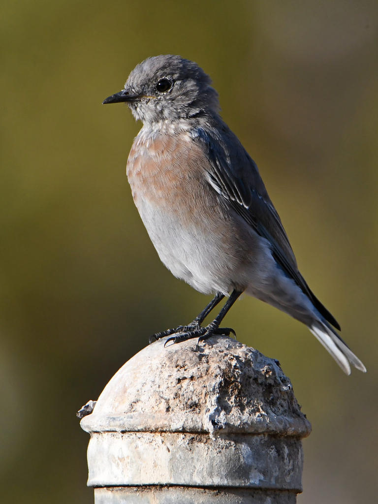 Bluebird2.jpg