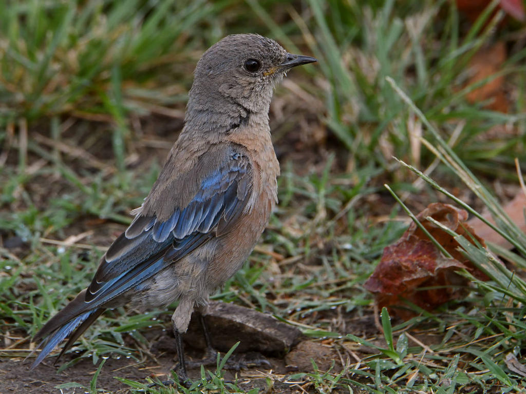 Bluebird2.jpg