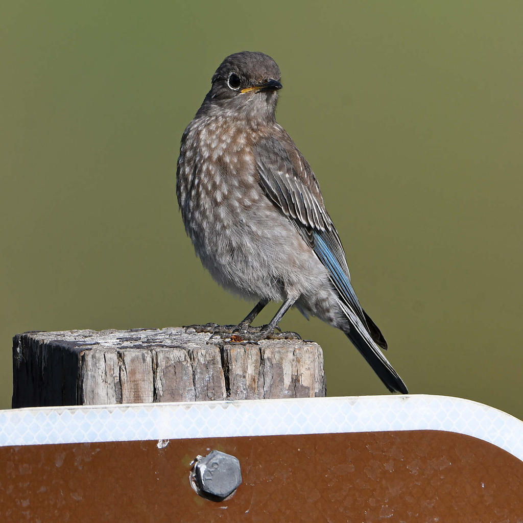 Bluebird2.jpg