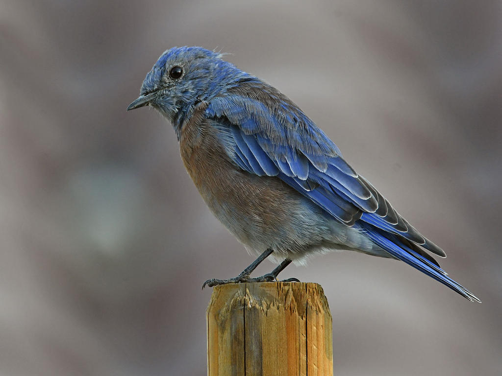 Bluebird2.jpg