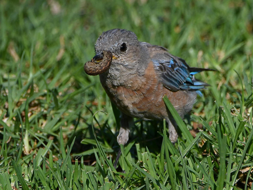 Bluebird2.jpg