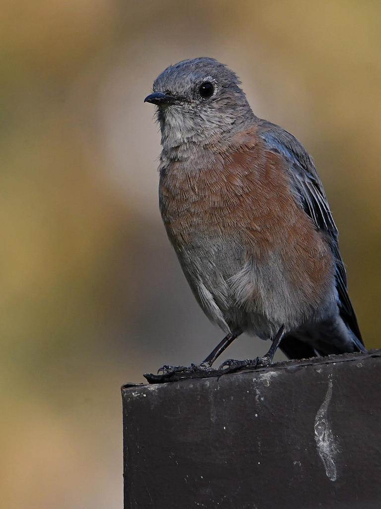 Bluebird2.jpg