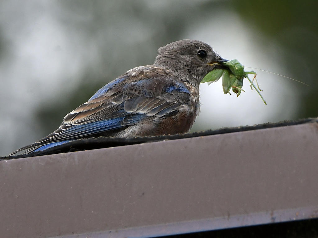 Bluebird2.jpg