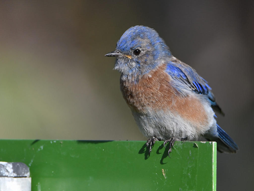 Bluebird2.jpg
