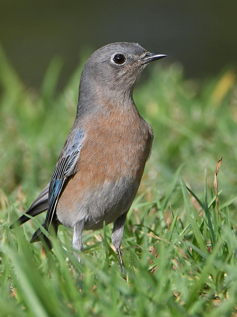 Bluebird2.jpg