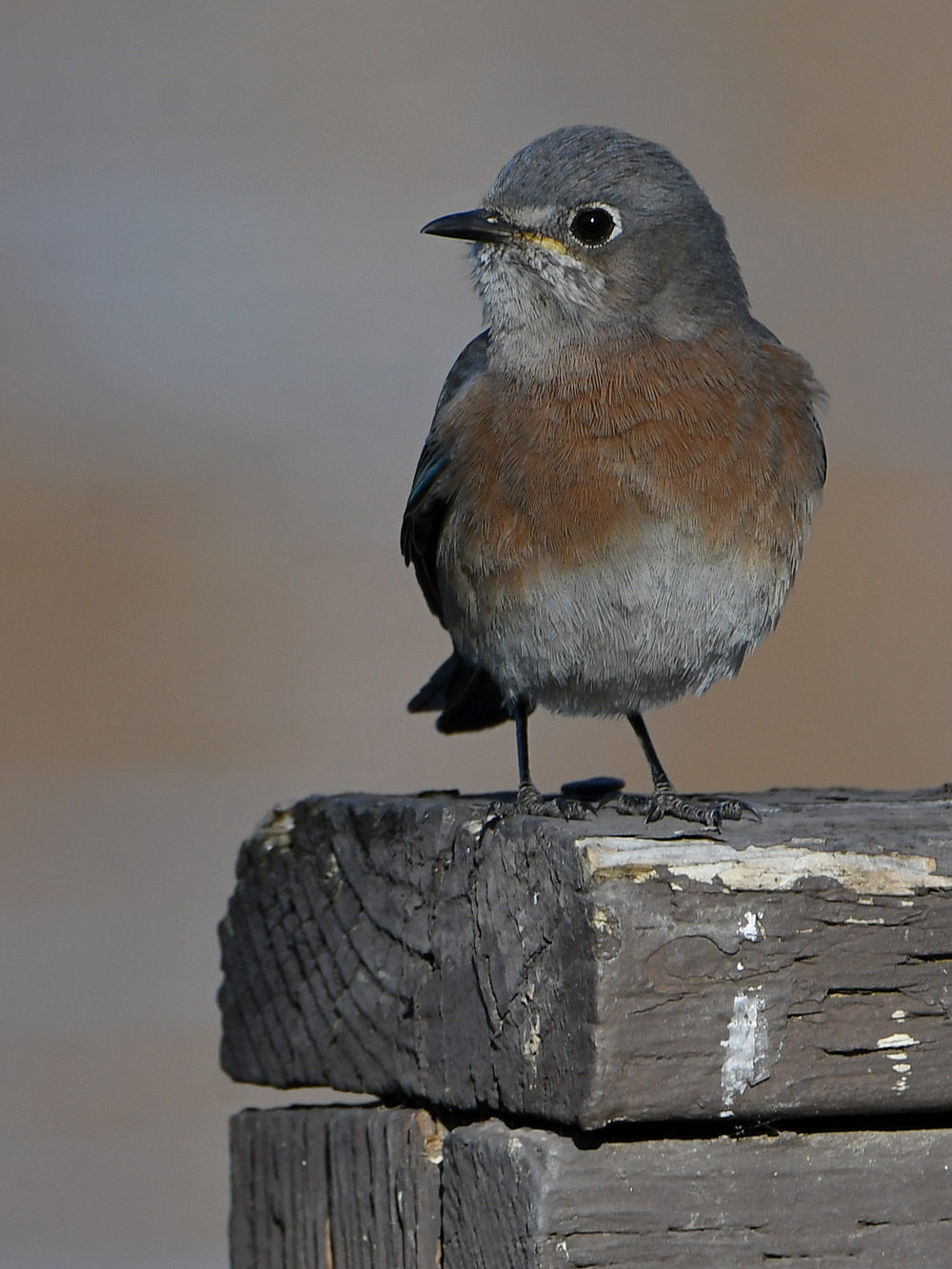 Bluebird2.jpg