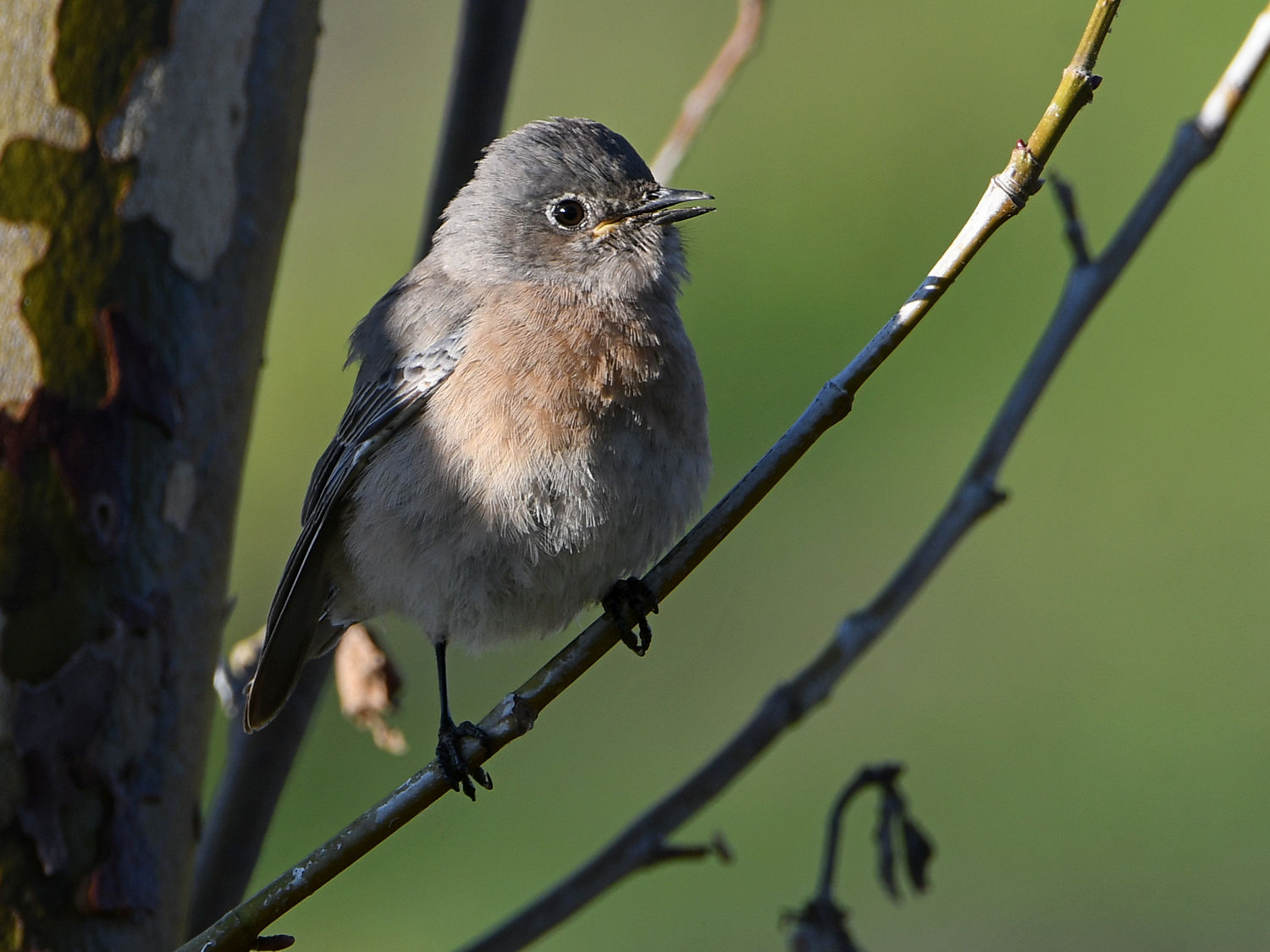 Bluebird2.jpg