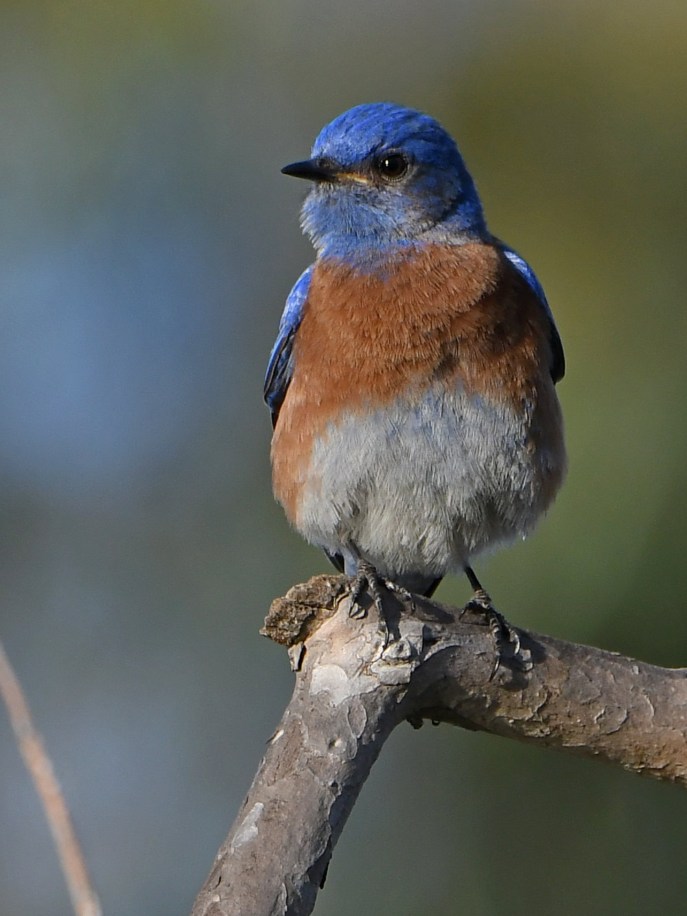 Bluebird2.jpg