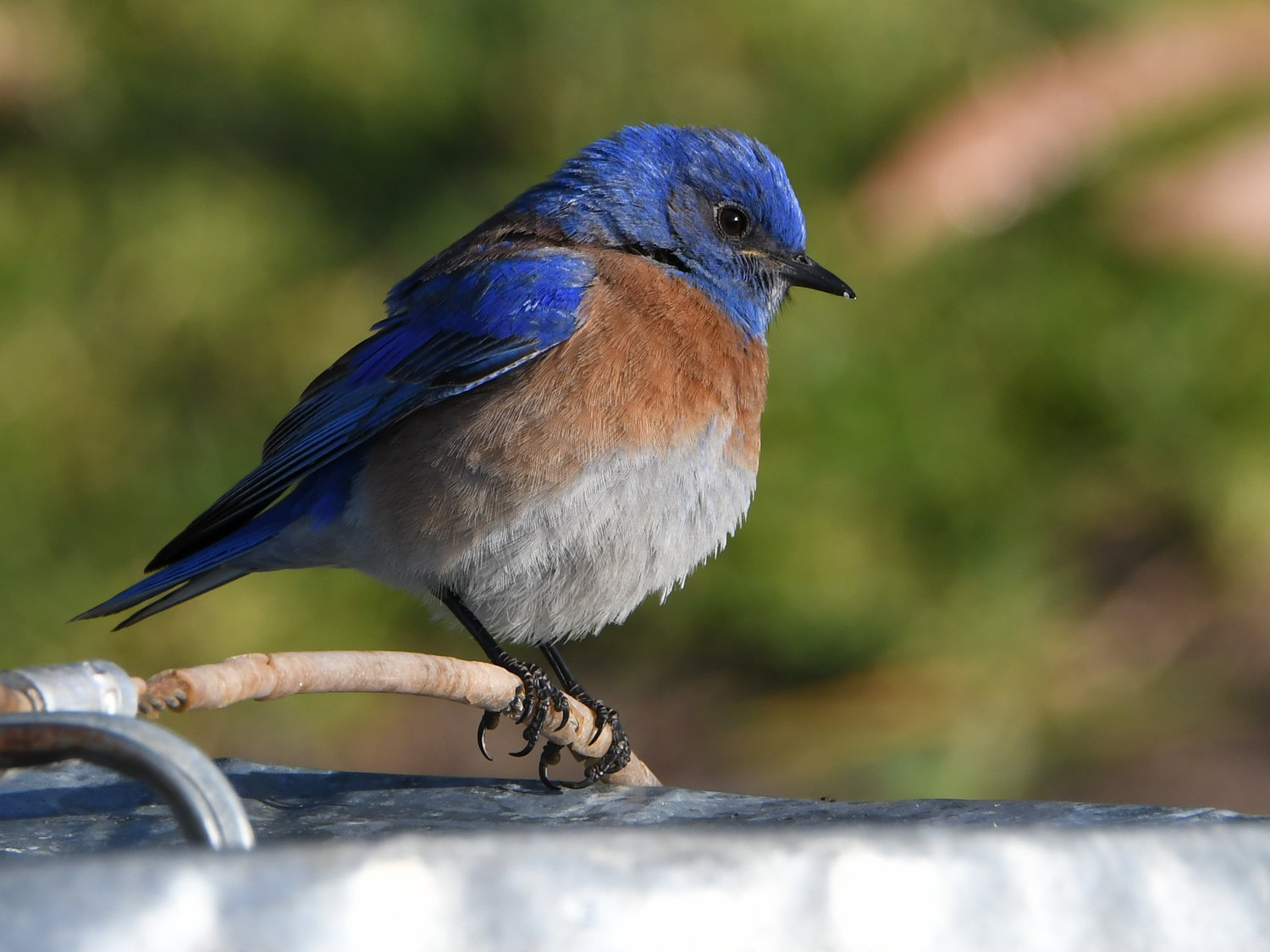 Bluebird2.jpg