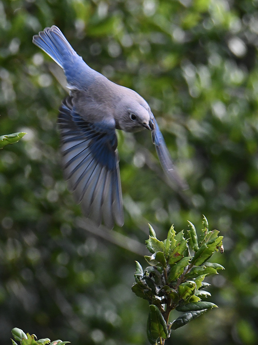 Bluebird2.jpg