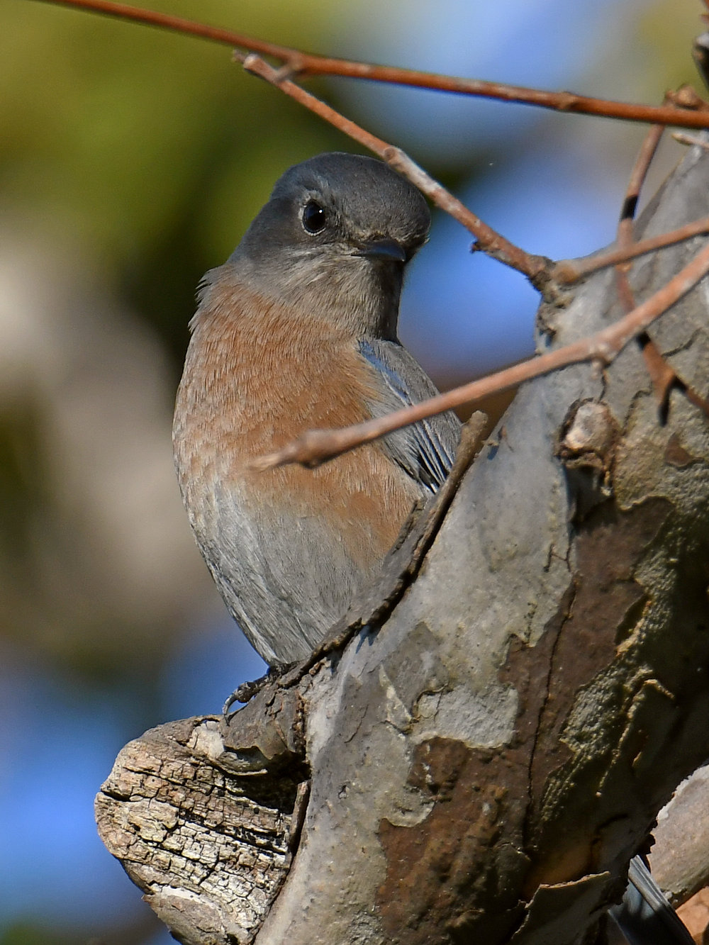 Bluebird2.jpg