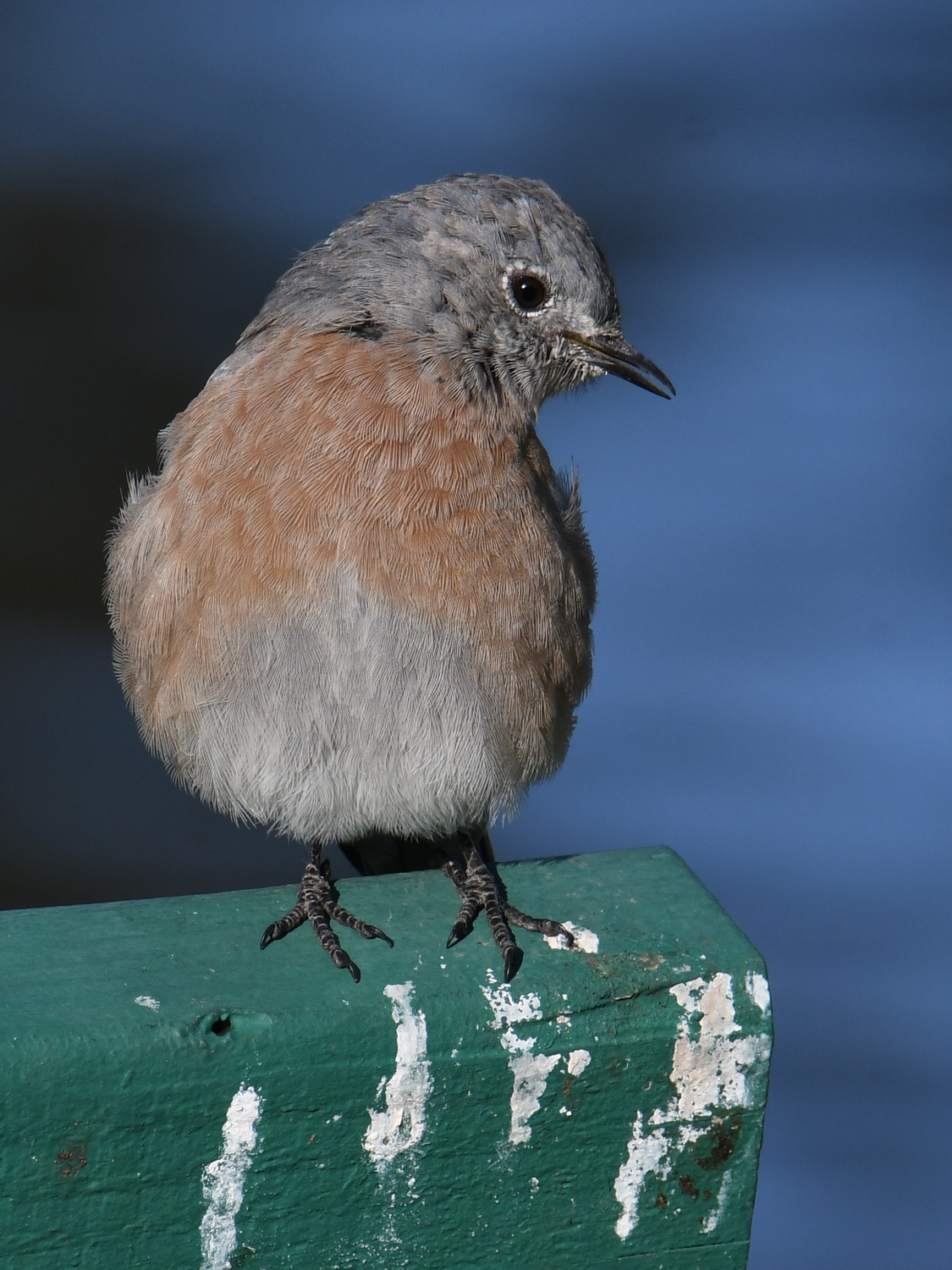 Bluebird2.jpg