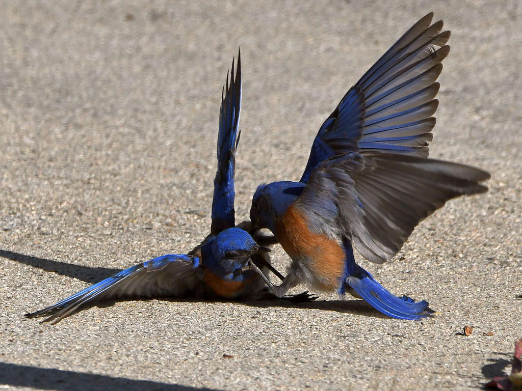 Bluebird20.jpg