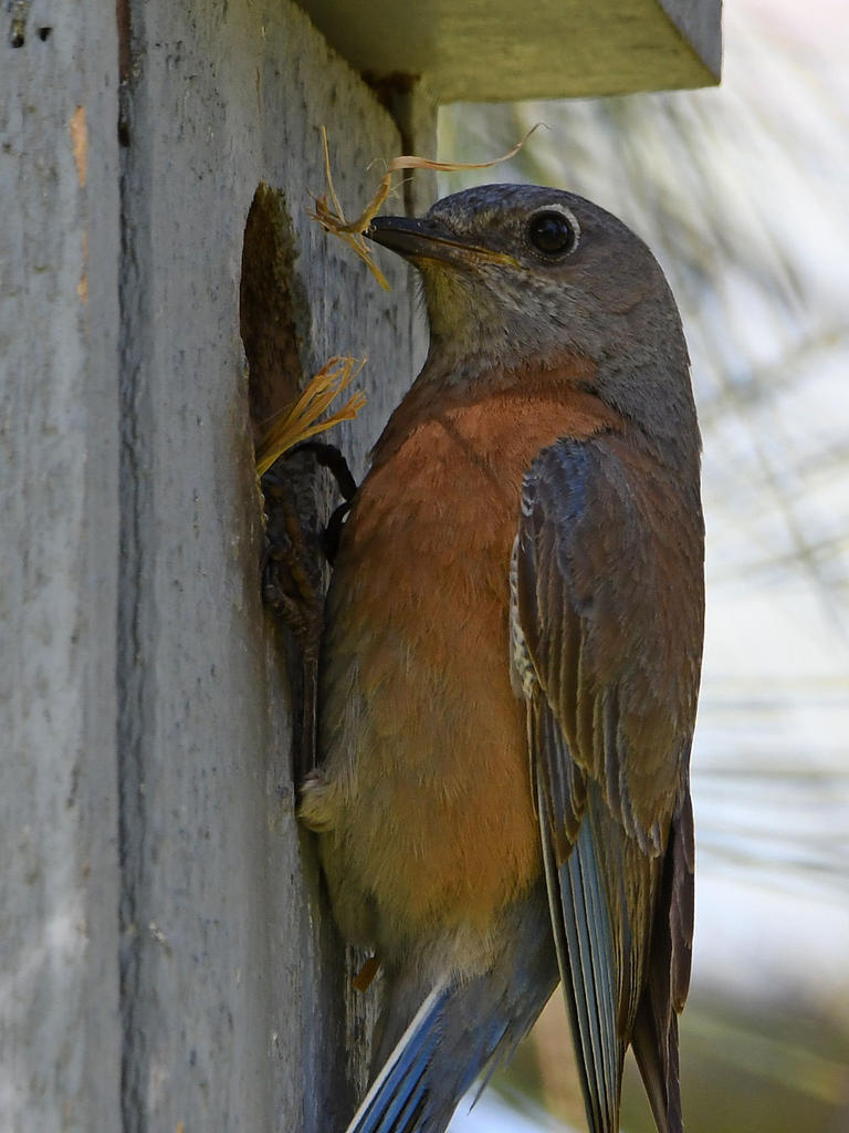 Bluebird20.jpg