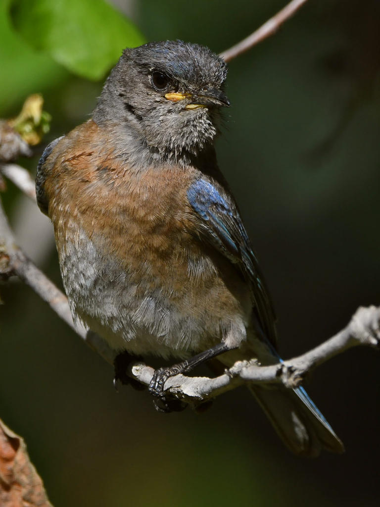 Bluebird20.jpg