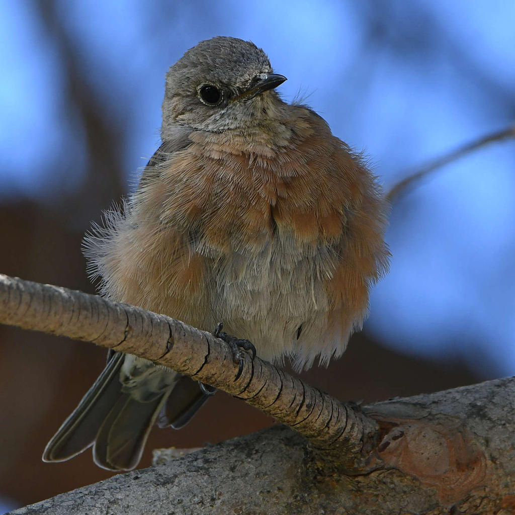 Bluebird20.jpg