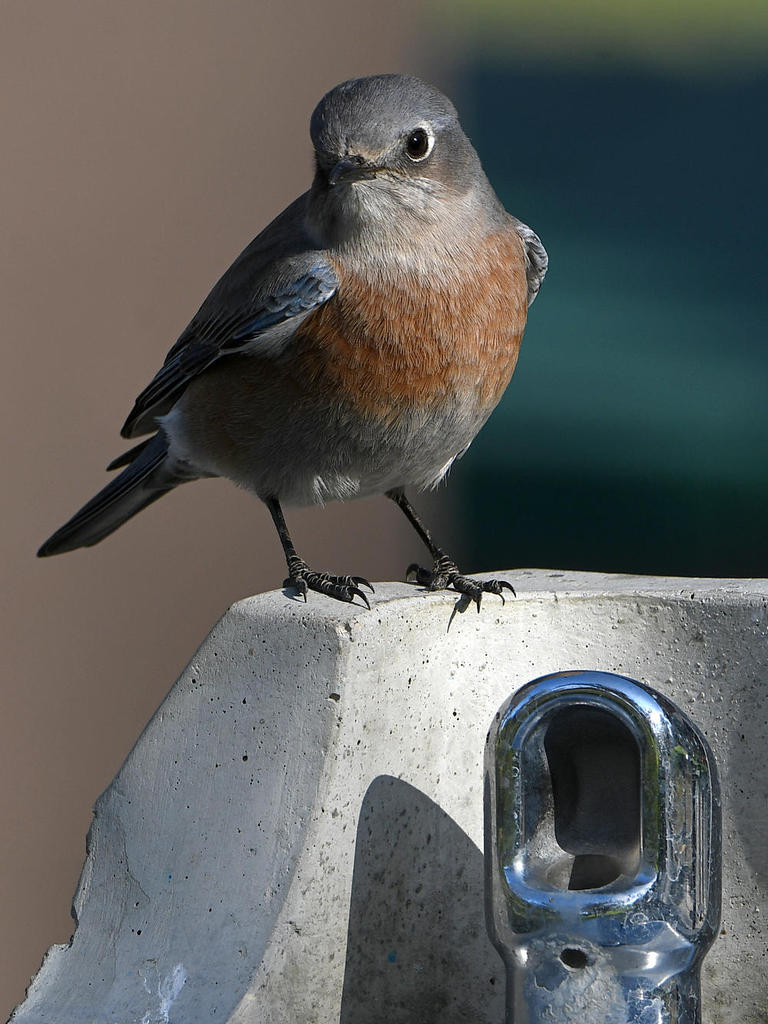 Bluebird20.jpg