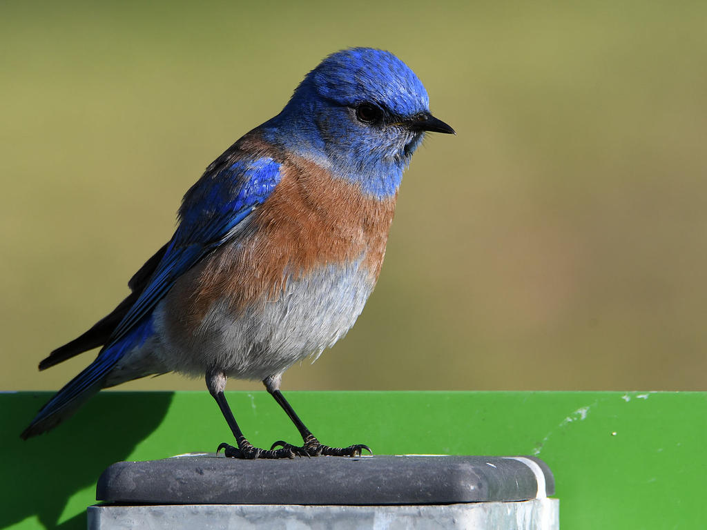 Bluebird21.jpg