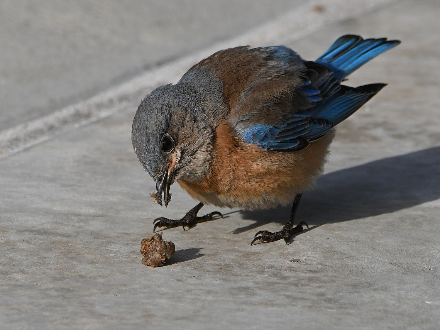 Bluebird21.jpg