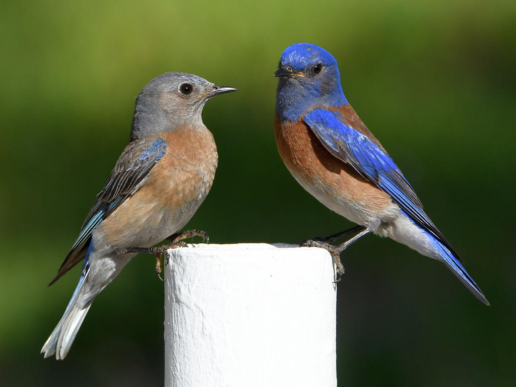 Bluebird22.jpg